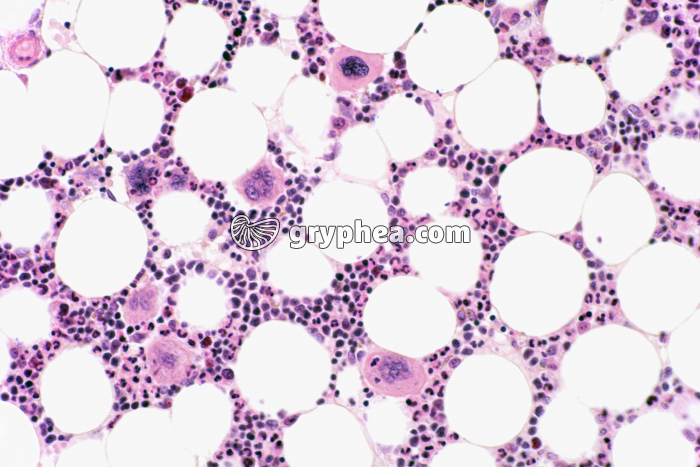 Moelle osseuse en coupe x100 - gryphea.com